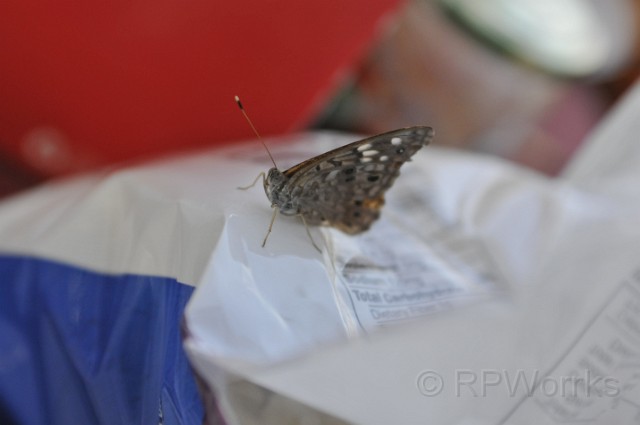 Algonkian-20080823-014.JPG - (C)RPWorks-Goldman