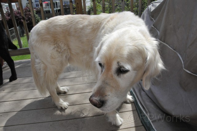 Kids-Apr09-04-25-2009-07.JPG - (C)RPWorks-Goldman