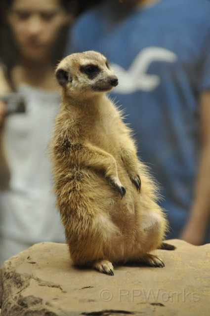 WasZOO-07-19-2009-56.JPG - (C)RPWorks-Goldman