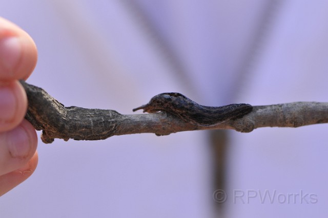 Roosvelt_Island-03-22-2009-269.JPG - (C)RPWorks-Goldman