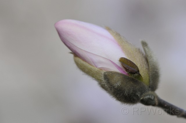 Roosvelt_Island-03-22-2009-306.JPG - (C)RPWorks-Goldman