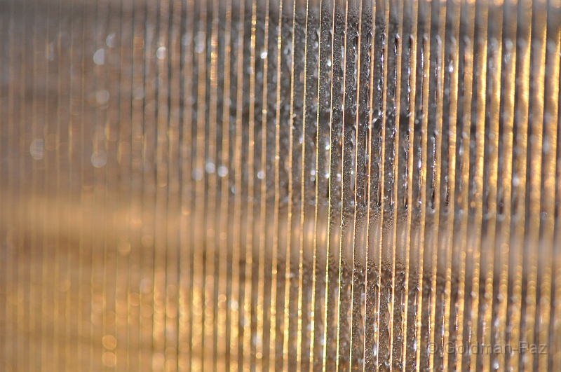 Longwood-05-25-2009-084.JPG - (C)RPWorks-Goldman