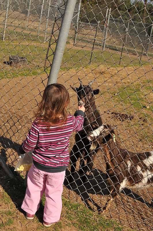 Pumpkinville09-20091108-52.JPG - (C)RPWorks-Goldman