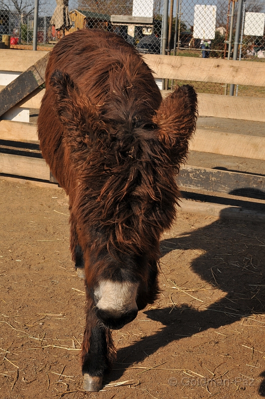 Pumpkinville09-20091108-54.JPG - (C)RPWorks-Goldman