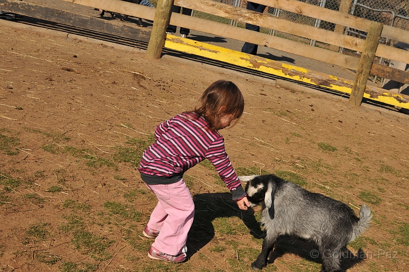 Pumpkinville09-20091108-70.JPG - (C)RPWorks-Goldman