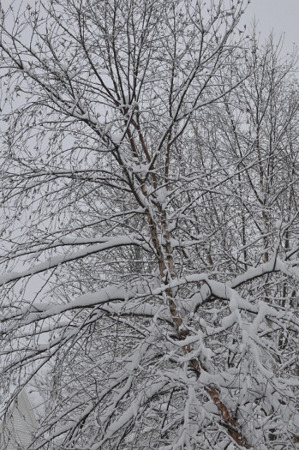 WinterStorm-20100206-39.JPG - (C)RPWorks-Goldman