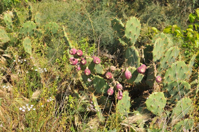 Israel2010-20100331-87.JPG - (C)RPWorks-Goldman