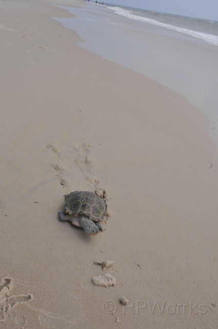 AssateagueMD-20100508-42.JPG - (C)RPWorks-Goldman