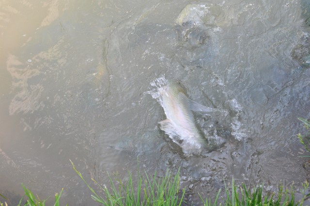 SenecaRocksWV-20100530-226.JPG - (C)RPWorks-Goldman