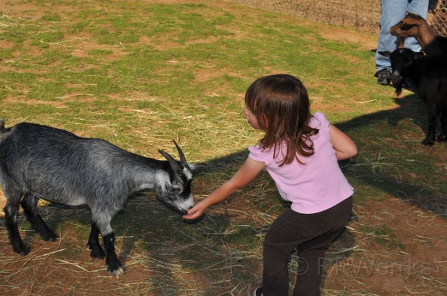 pumpkinville-20101002-186.JPG - (C)RPWorks-Goldman